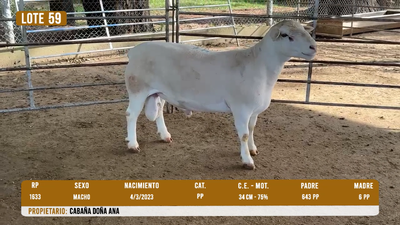 Lote LOTE 59