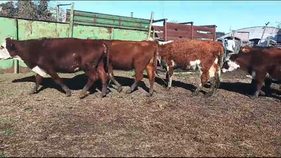 Lote VAQUILLONAS PREÑADAS