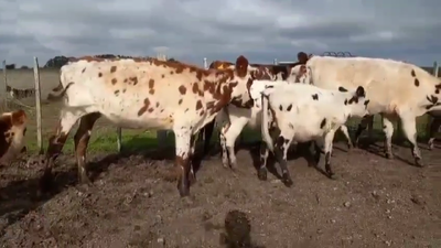 Lote PIEZAS DE CRIA