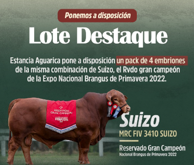 Lote LOTE DESTAQUE