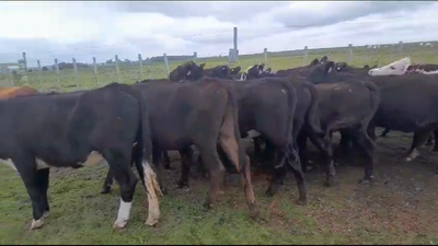 Lote 18 Vaquillonas  en San Gregorio