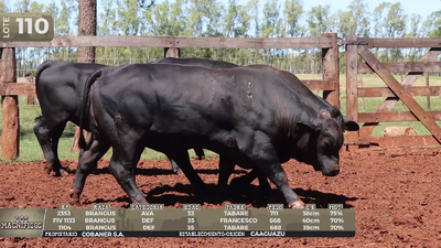 Lote LOTE 110