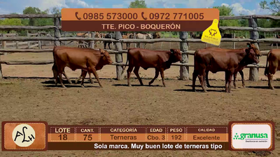 Lote 75 Terneras CBO 3 Tipo Brangus y Acebuzadas. 192kg - , Boquerón