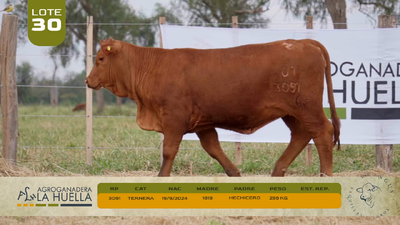 Lote LOTE 30