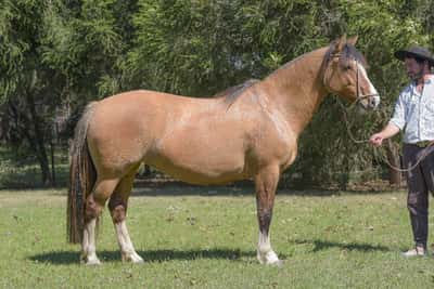 Lote Yubely Tranca Abierta
