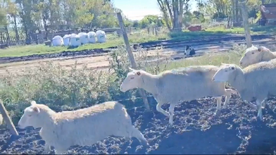 Lote OVEJAS PREÑADAS