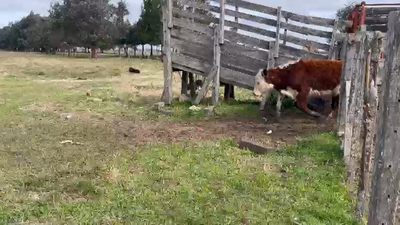 Lote 60 Terneros/as en Cañuelas, Buenos Aires