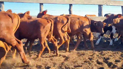 Lote 200 Terneras