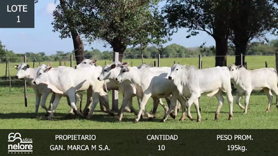 Imagen LOTE 1