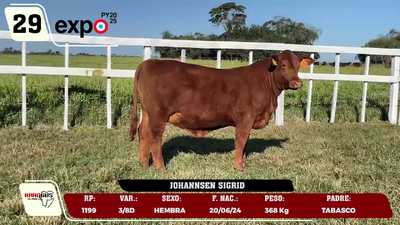 Lote LOTE 29