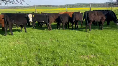 Lote 32 Vaquilla Engorda en San Pedro, Región Metropolitana