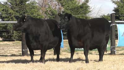 Lote VAQUILLONAS ANGUS PP