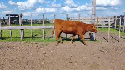 Lote 12 Vientres Preñados - Tatuadas LA