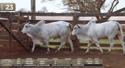 Lote LOTE 23