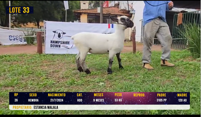 Lote LOTE 33