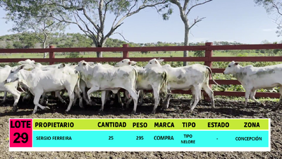 Lote LOTE 29 - 25 VAQUILLAS CBO 1