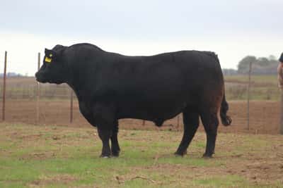 Lote TOROS PUROS DE PEDIGREE