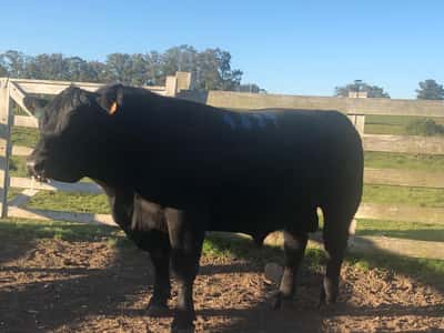 Lote LOTE 1