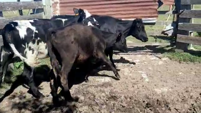 Lote 3 Terneras CRUZA 160kg - , San José