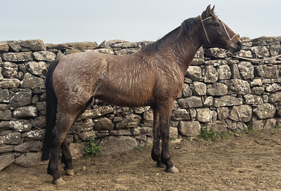 Lote FRONTERIZA GAITERA