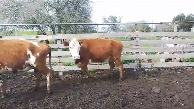 Lote 2 Vaca en Tala de Corrales