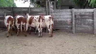 Lote VAQUILLONAS SN