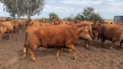 Lote 33 VACAS NUEVAS Y 1/2 USO (M.A.S) Preñadas en Teodelina, Santa Fe