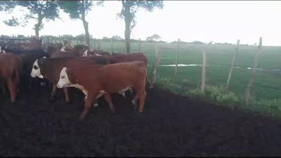 Lote 60 Terneros/as