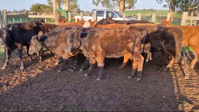 Lote 20 Terneras Angus en Juan Soler