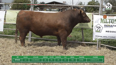 Lote Toro PC