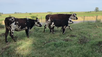 Lote 2 Vacas de Invernada Normando 460kg -  en Feru