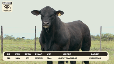 Lote LOTE 31