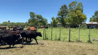 Lote 45 Terneros/as en Las Flores