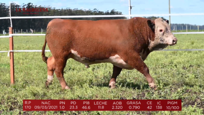 Lote Brete 10 -  Polled Hereford