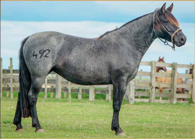 Lote CIMARRONA