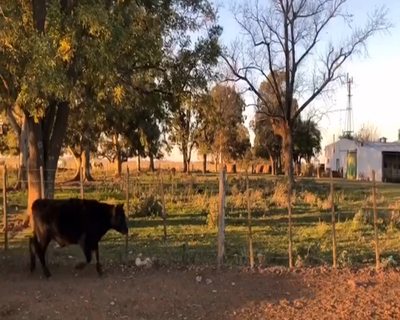 Lote 65 Terneros de 180Kg en Payro, Buenos Aires