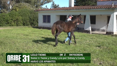 Lote Lote 31