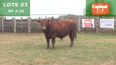 Lote TORO PC ANGUS COLORADO - A 96