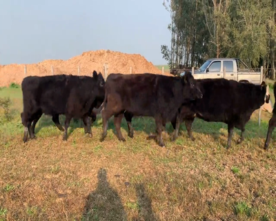 Lote (Vendido)7 Vacas de Invernada 5 AA,  2 AA X HE 460kg - , Colonia
