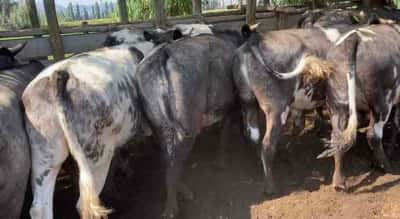 Lote 22 Novillo Engorda en María Pinto, Región Metropolitana