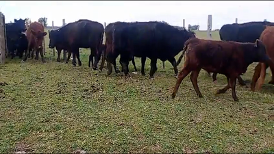 Lote 27 Vacas C/ gtia de preñez