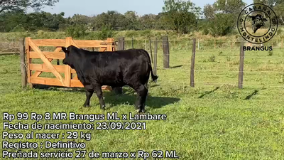 Lote VAQUILLONAS