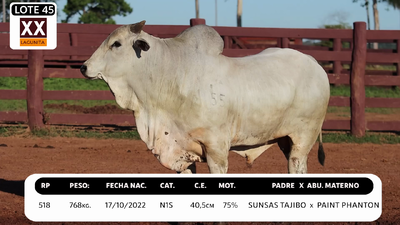 Lote LOTE 45