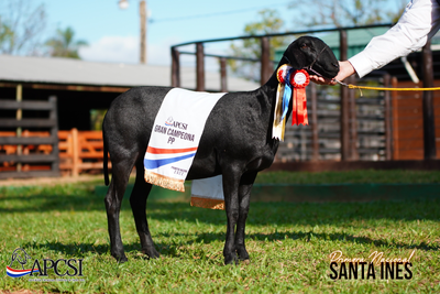 Lote Nacional Santa Inés Bozal - Lote 51