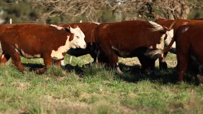 Lote VAQUILLONAS PR PREÑADAS P/OTOÑO  - STO DOMINGO