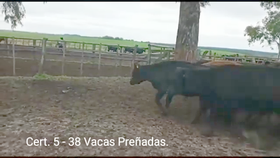 Lote (Vendido)38 Vacas preñadas ANGUS 341kg -  en PARAJE RINCON DE PEREZ, RUTA 26 KM 80, A 96 KM DE  PAYSANDU Y A 165KM DE TACUAREMBÓ.