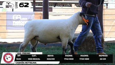 Lote LOTE 62- BOZAL