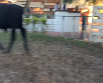 Lote 2 Toros en Esquina, Corrientes