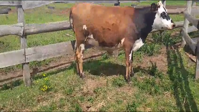Lote Vacas próximas NORMANDO en RUTA 1 KM 54