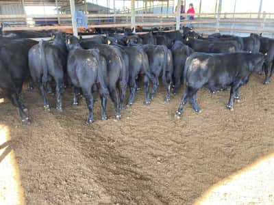 Lote 30 Ternero en Llanquihue, X Región Los Lagos